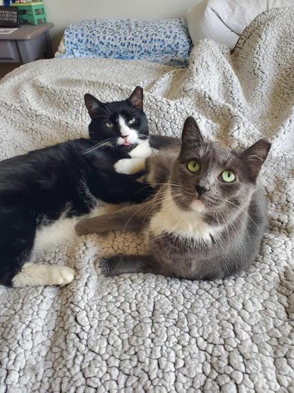 Two cats lying on a textured white blanket on a bed. In the foreground, a grey cat with a white chest chest and bright green eyes looks forward. Behind it, a black-and-white tuxedo cat lies down, sticking the tiny tip of its tongue out.